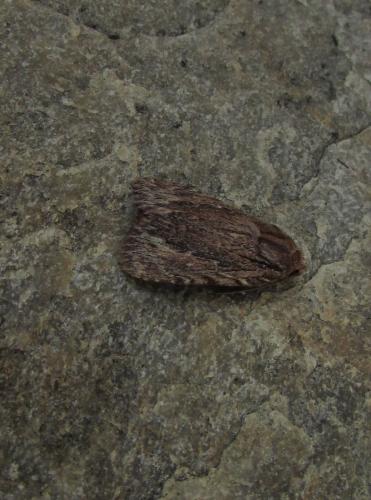 Réf. 219 204 : Amphipyra cinnamomea